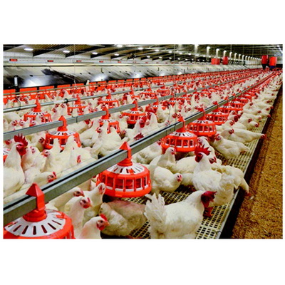 Automatic-Set-of-Pan-Feeder-Poultry-Equipment-for-Breeders_調整大小.jpg